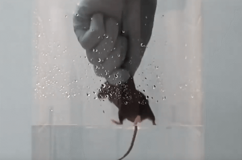 Animal forced inside beaker forced swim