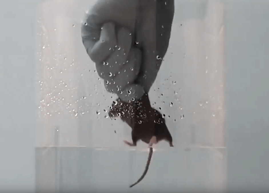 Animal forced inside beaker forced swim