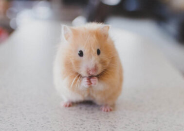 Huge News! King’s College London Ends Use of Forced Swim Test on Mice and All Other Animals