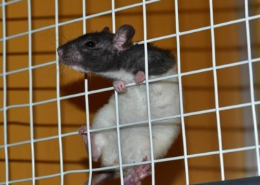5 Reasons Why Testing on Animals for Parkinson’s Disease Research Is Cruel and Unreliable