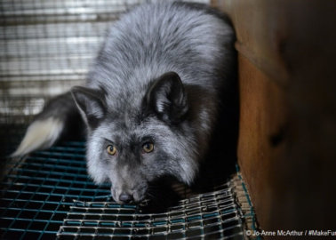 Urge Etsy to Ban Fur From Its Website!