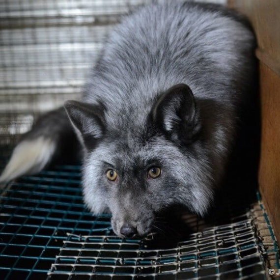 Urge Etsy to Ban Fur From Its Website!