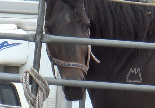 Seungja Yechan ("Praise the Winner"), age 5, son of leading American sire Medaglia d'Oro