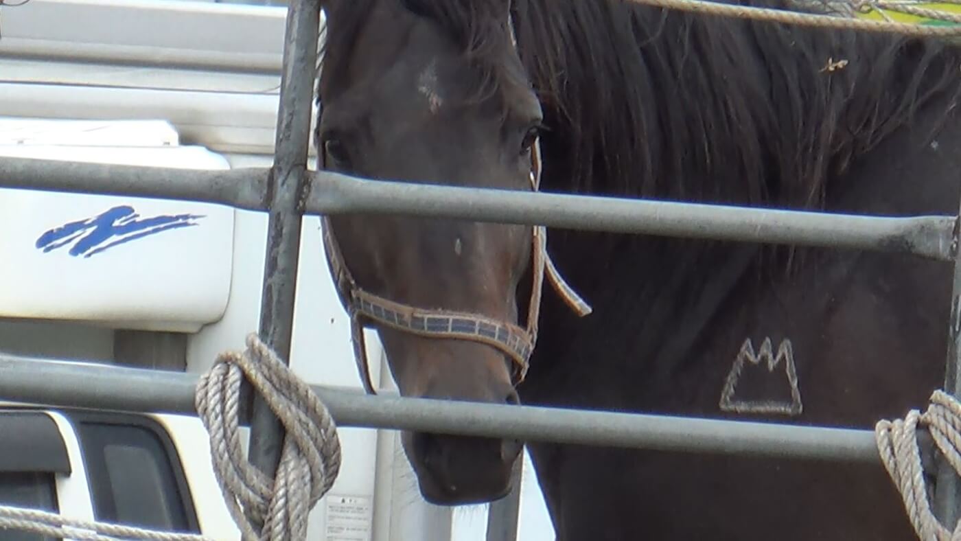 Seungja Yechan ("Praise the Winner"), age 5, son of leading American sire Medaglia d'Oro