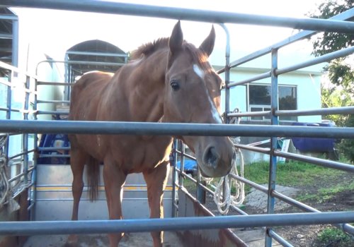 Dynamic Tank, age 6, son of Kentucky Derby winner Big Brown