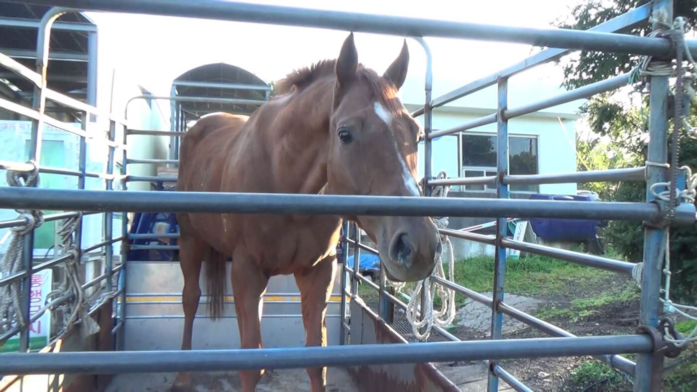 Dynamic Tank, age 6, son of Kentucky Derby winner Big Brown