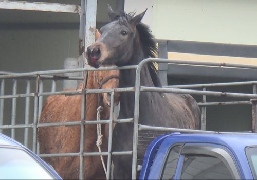 Unnamed (foal of Wonder Dreamer), age 1 (almost 2)