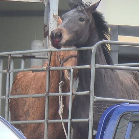 Urge South Korean Racing Industry to End Abuse and Killing of Unwanted Horses