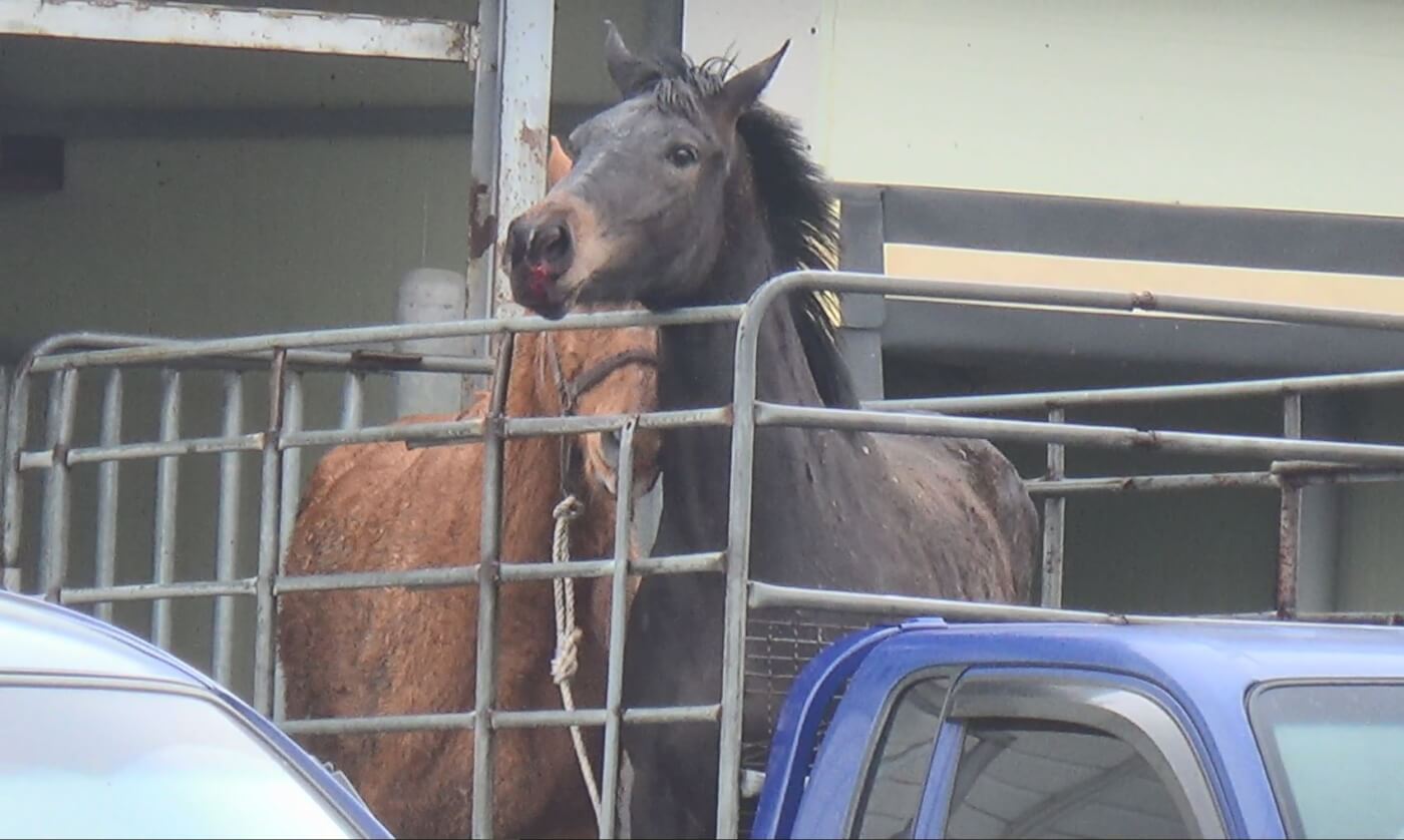 Unnamed (foal of Wonder Dreamer), age 1 (almost 2)