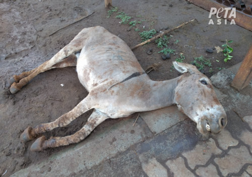 PETA Asia Ejiao Investigation Dead donkey outside slaughterhouse