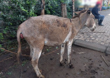 Exposed Again: Donkeys Abused and Slaughtered for Traditional Chinese Medicine