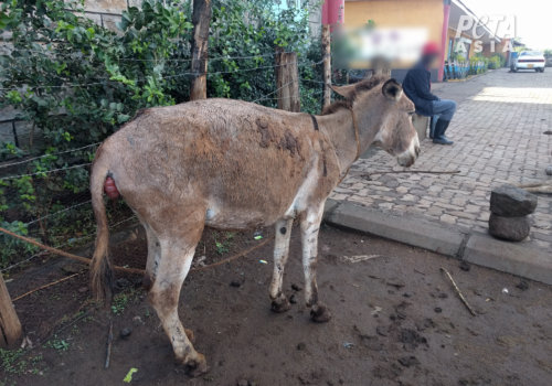 Donkey with apparent prolapse