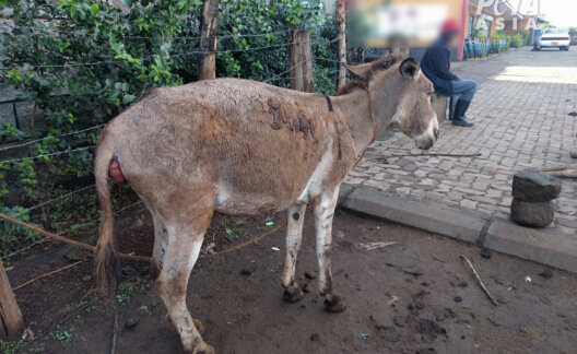 Donkey with apparent prolapse