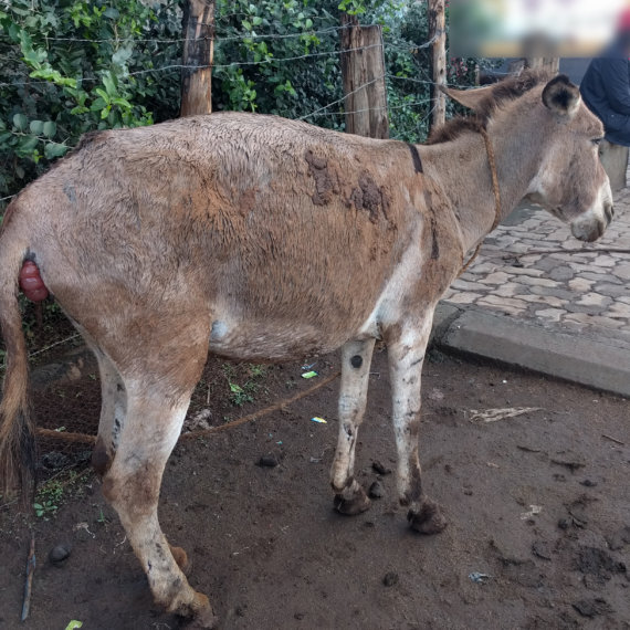 Tell Kenya to Stop Slaughtering Donkeys for Traditional Chinese Medicine