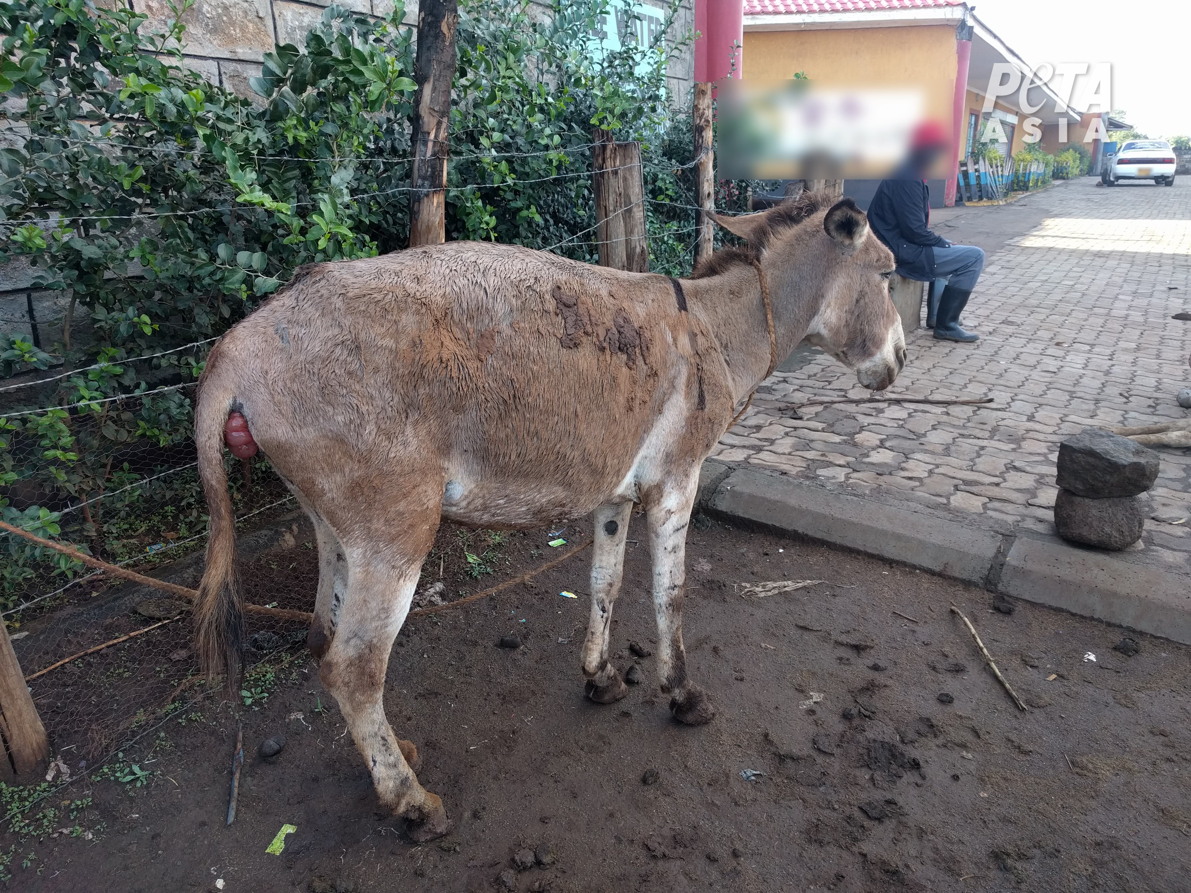 Donkey with apparent prolapse