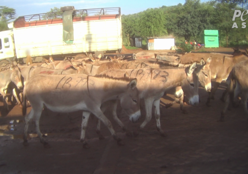 PETA Asia Donkeys being Transported