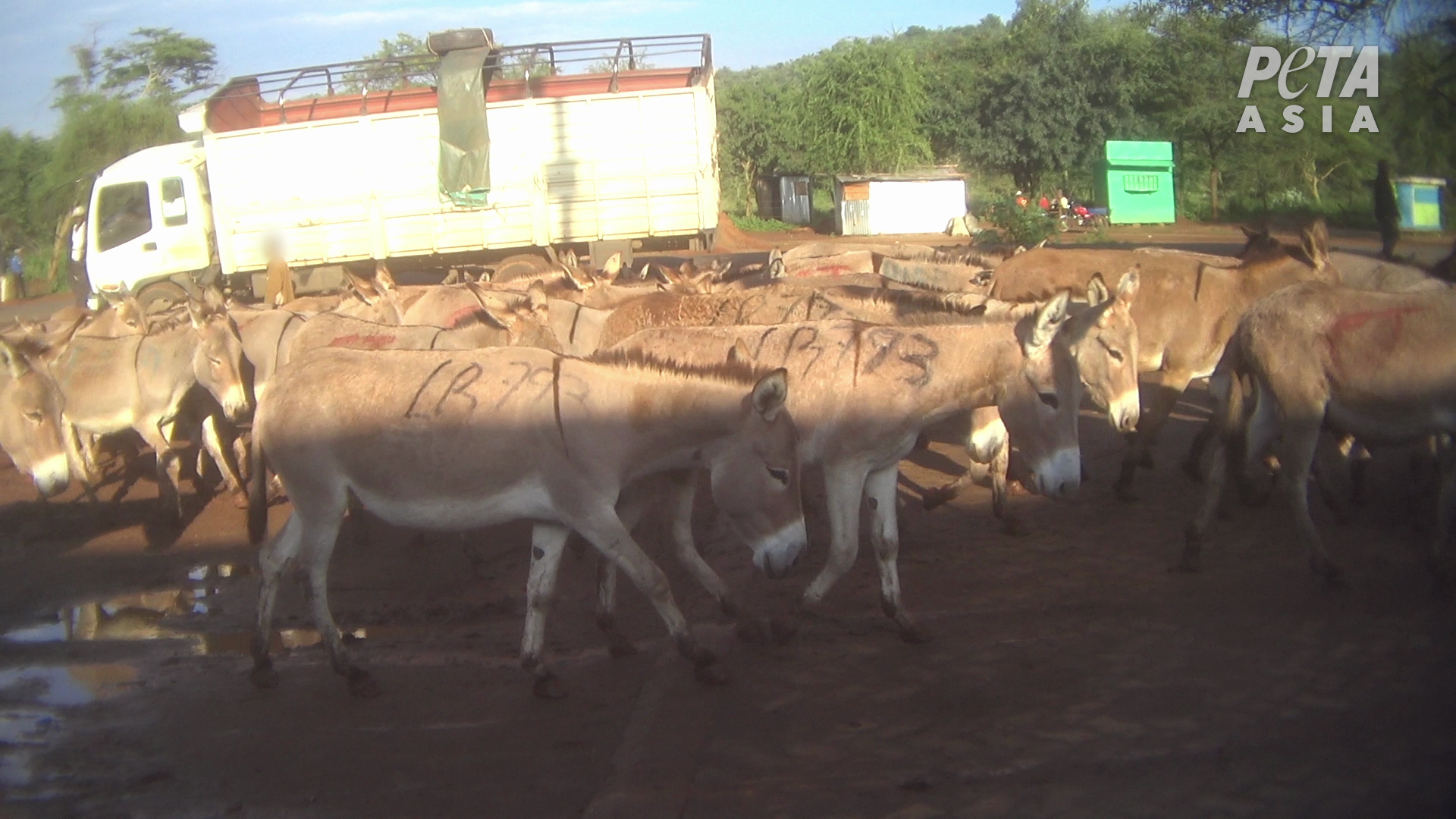 PETA Asia Donkeys being Transported