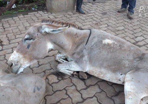 Injured donkey dumped outside slaughterhouse