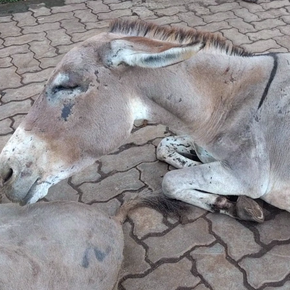 Help Donkeys With These Rapid Actions
