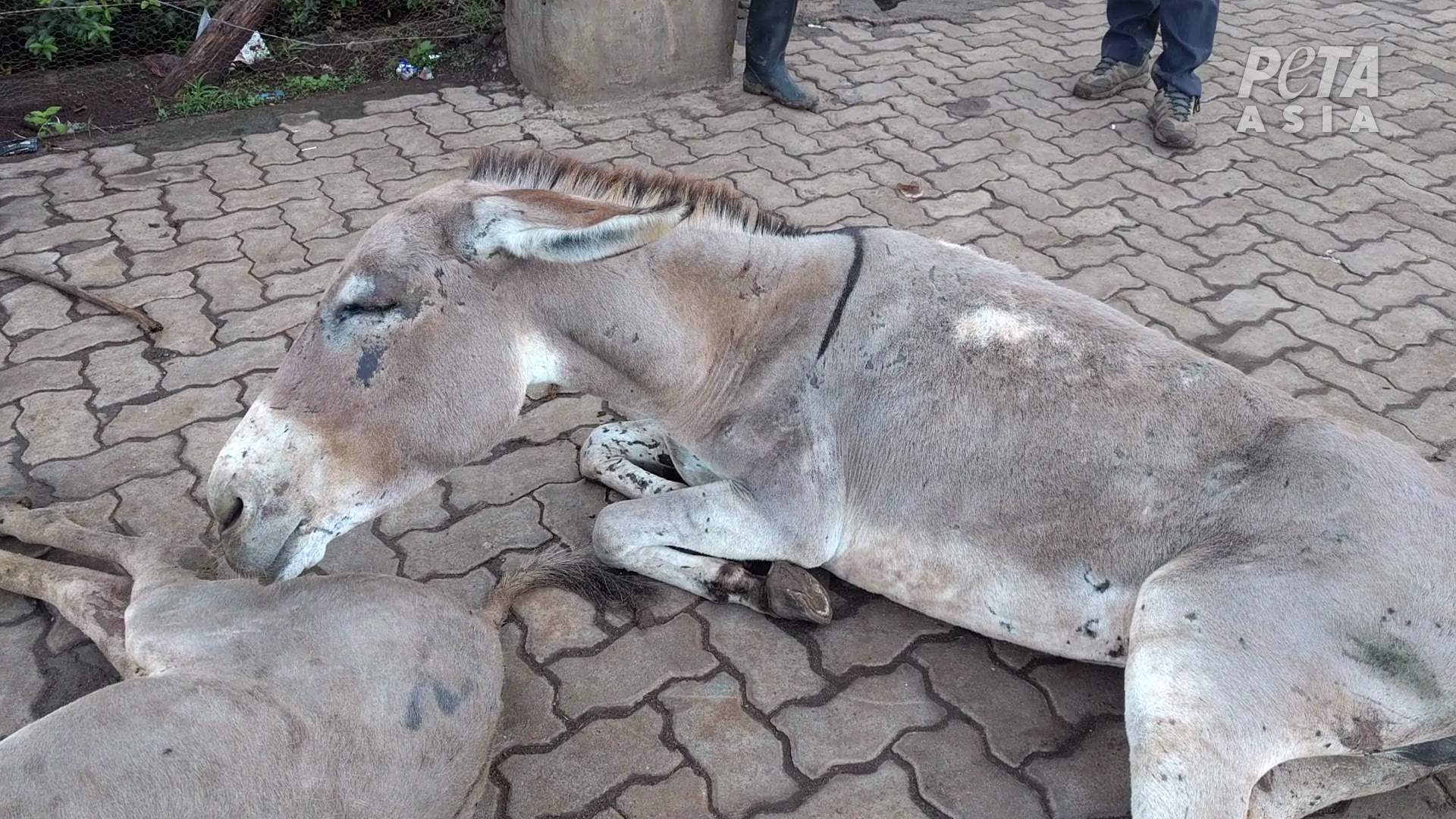 Injured donkey dumped outside slaughterhouse