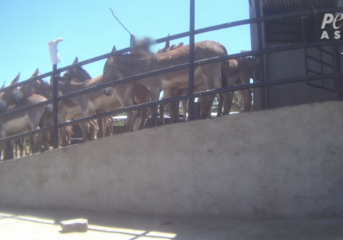 PETA Asia Ejiao Investigation Man is Hitting Donkeys