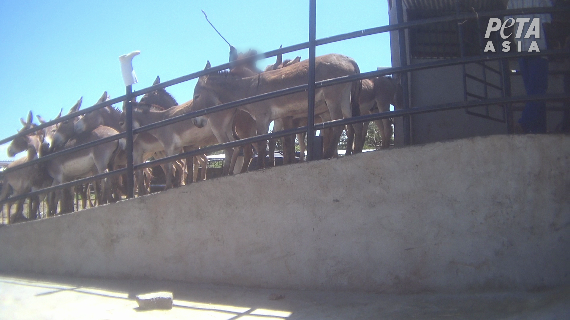 PETA Asia Ejiao Investigation Man is Hitting Donkeys
