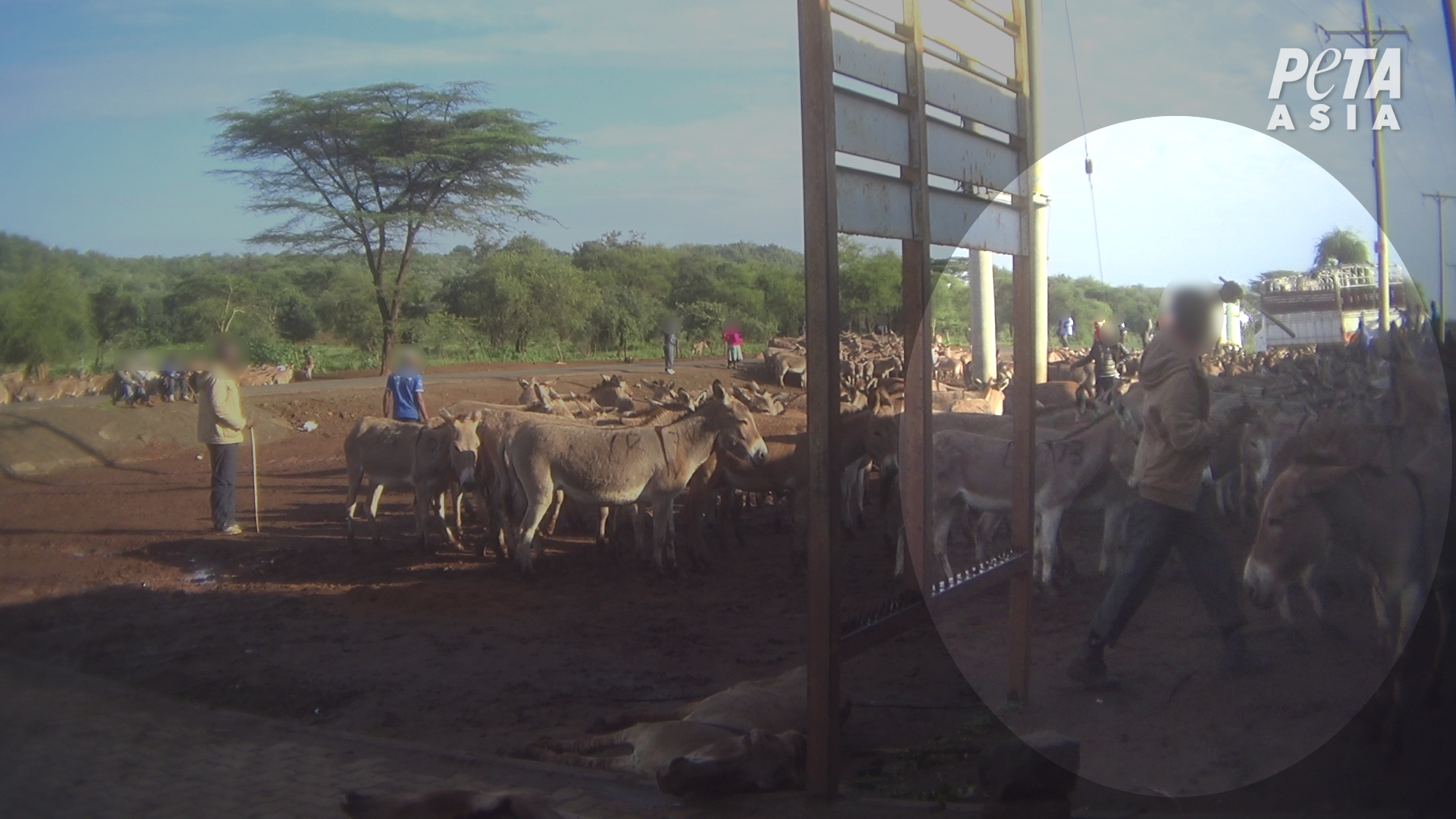 PETA Asia Ejiao Investigation Man is Hitting Donkeys