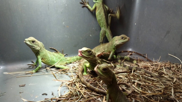 Water dragon in captivity