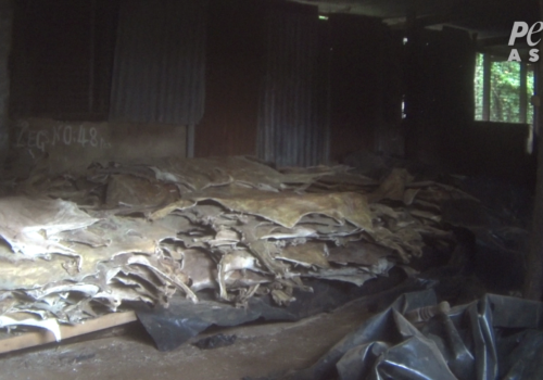 PETA Asia Ejiao Investigation Donkey Skins in a Pile