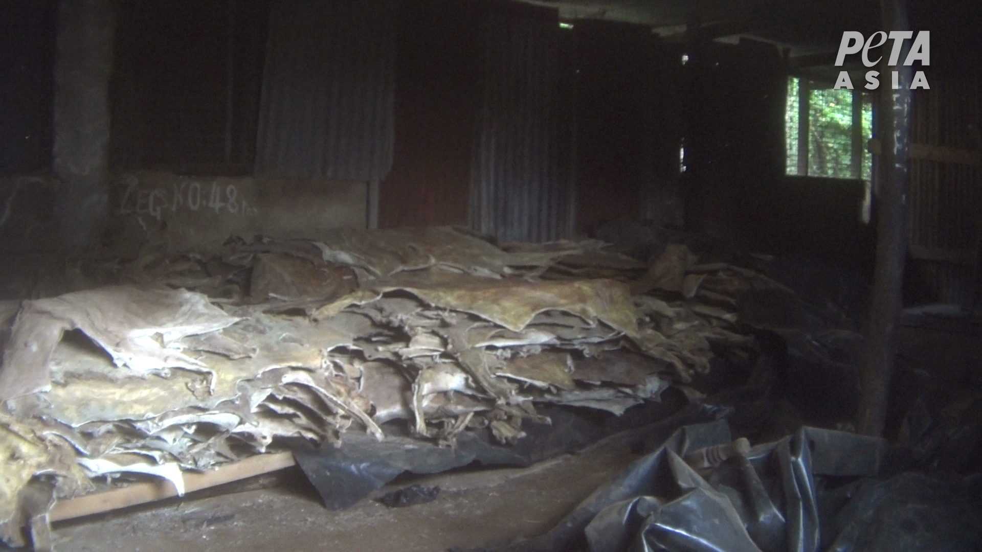 PETA Asia Ejiao Investigation Donkey Skins in a Pile