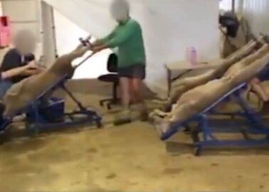 Sheep Violently Impregnated By ‘Sperminator’ Machine
