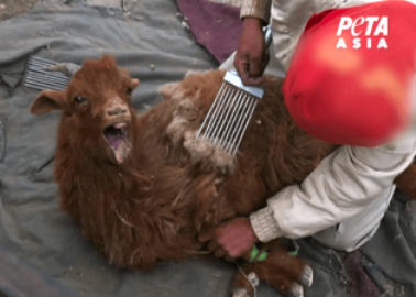 Cashmere Industry Exposed: Terrified Goats Scream in Pain