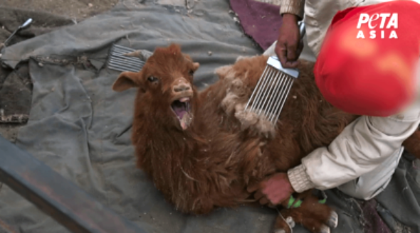 Goat being Combed