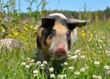 New Simulator Could Replace Horrific Training Exercises on Live Pigs