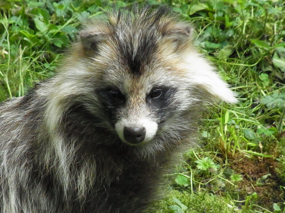 raccoon dog