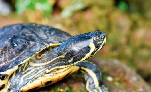 Turtle in natural habitat