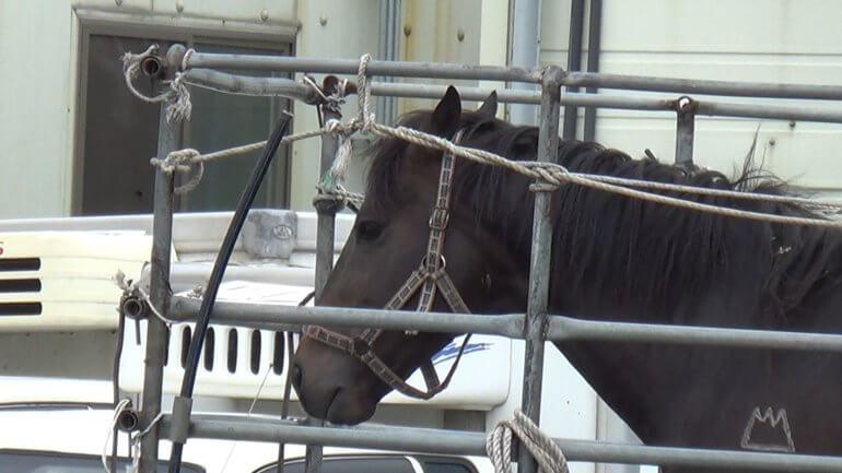 Seungja Yechan stands at the abattoir. To his left is one of the black poles used to strike the horses.