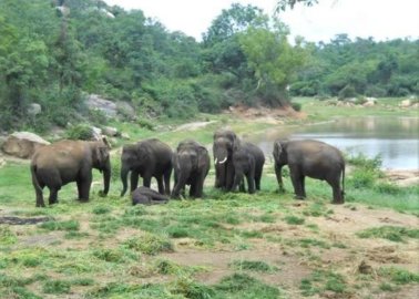 Celebrate a Happy Elephant’s Five Years of Freedom!