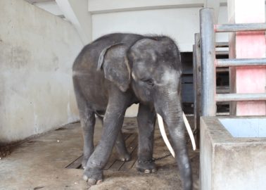 Orangutan, Elephants, and Other Animals Languishing at Thai Zoo