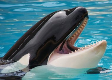 World Orca Day: Tell TUI to Stop Promoting SeaWorld