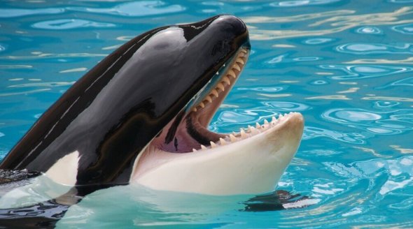 orca with mouth open in aquarium