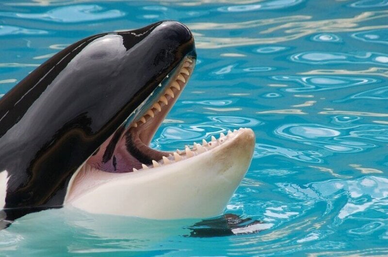 orca with mouth open in aquarium