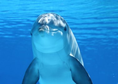 History in the Making: Canada Bans Whale and Dolphin Captivity