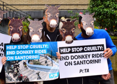 PETA ‘Donkeys’ Demand an End to Cruel Rides in Santorini After Horror Investigation