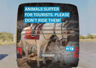 Greek Authorities Censor PETA Ads Against Cruel Donkey and Mule Rides