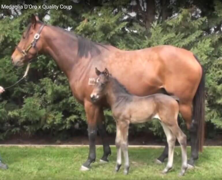 Seungja Yechan as a foal, with his mum, Quality Coup