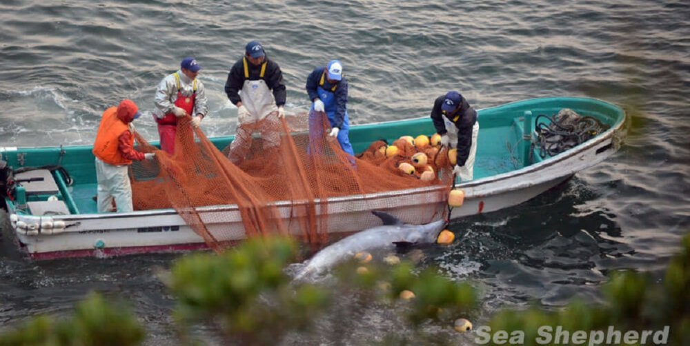 Dolphin in Japanese killing cove 