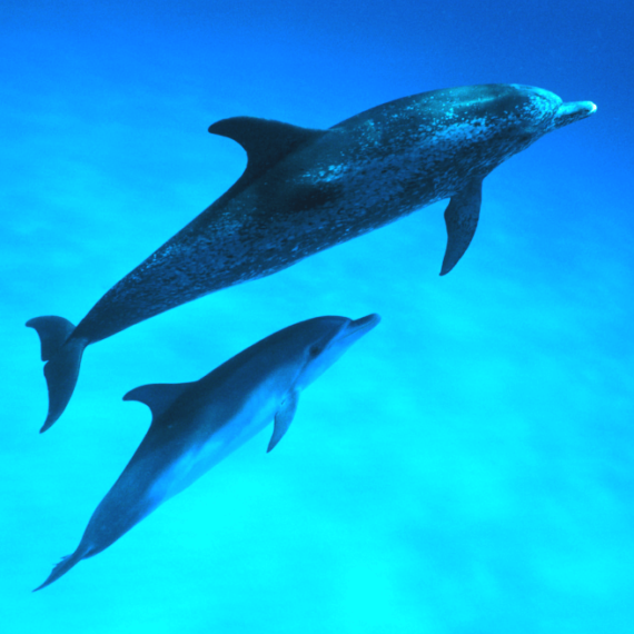 Take Action for Whales, Dolphins, Seals, and Other Marine Animals