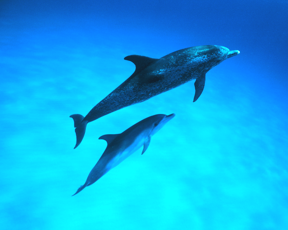 Take Action for Whales, Dolphins, Seals, and Other Marine Animals - PETA UK