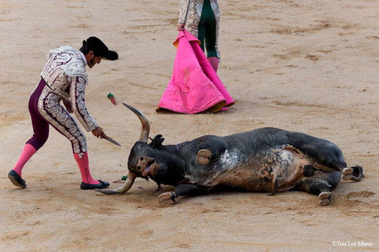 tras los muros bull stabbed matador